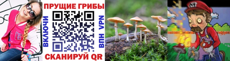 Псилоцибиновые грибы Psilocybe  Армавир 